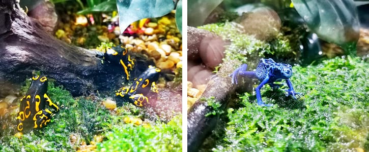 Bumblebee Dart Frogs and Blue Poison Dart Frogs