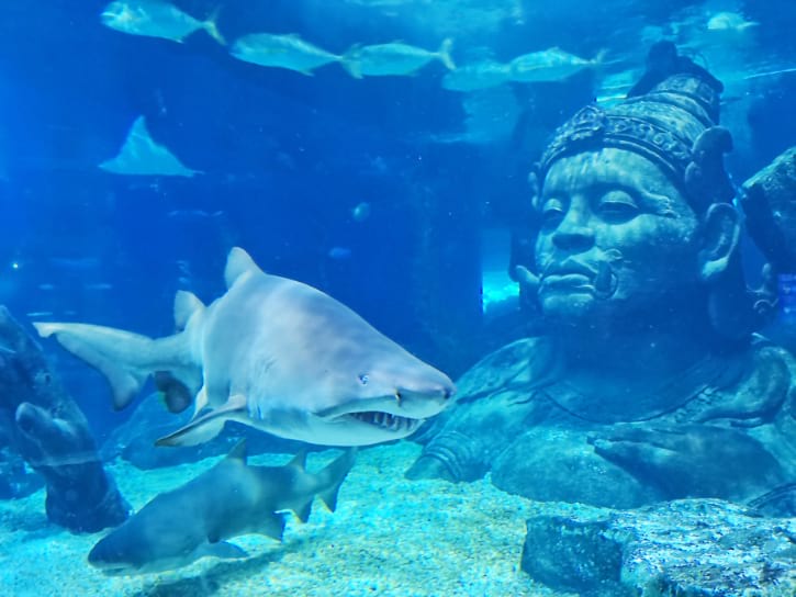 Sand Tiger Sharks