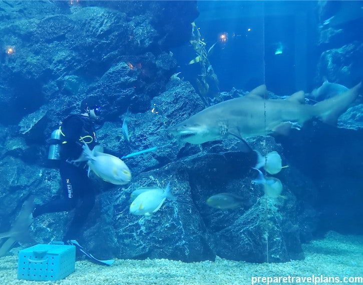 SEA LIFE Bangkok Ocean World Review & How to Go Guide