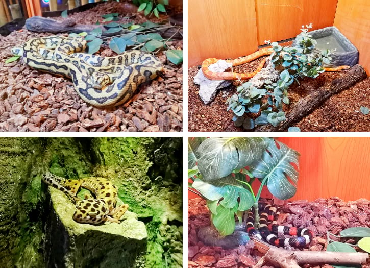 Jaguar Carpet Python, Corn Snake, Milk Snake, and Leopard Gecko