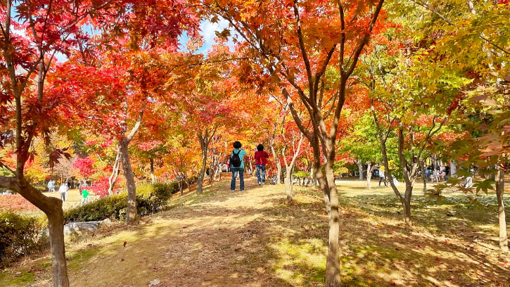 Baekpungmilwon Maple Garden