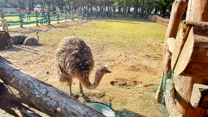 Ostrich Village