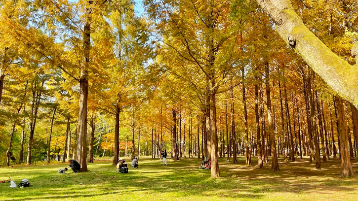 17 Best Things to Do in Nami Island Korea You Can't Miss