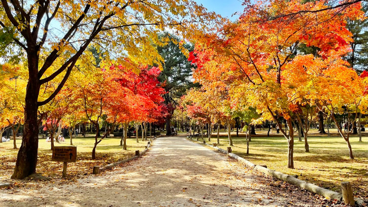 Maple Tree