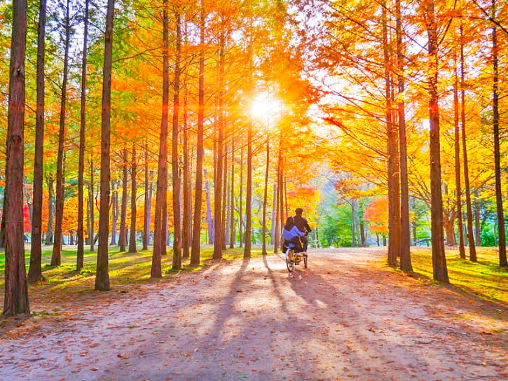 Autumn Season of Nami Island