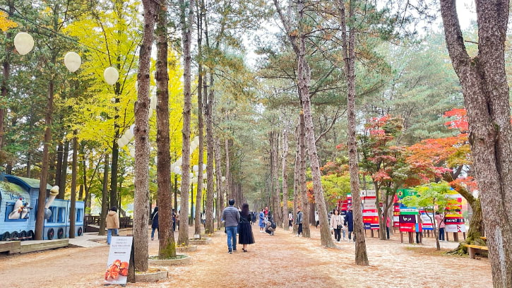 Central Korean Pine Tree Lane in Nami Island