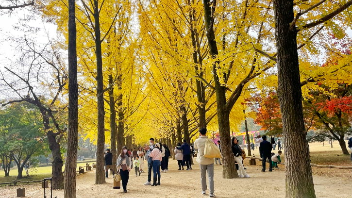 Ginkgo Tree Lane in Nami Island