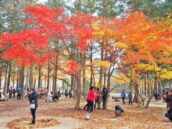 Maple Tree in Nami Island