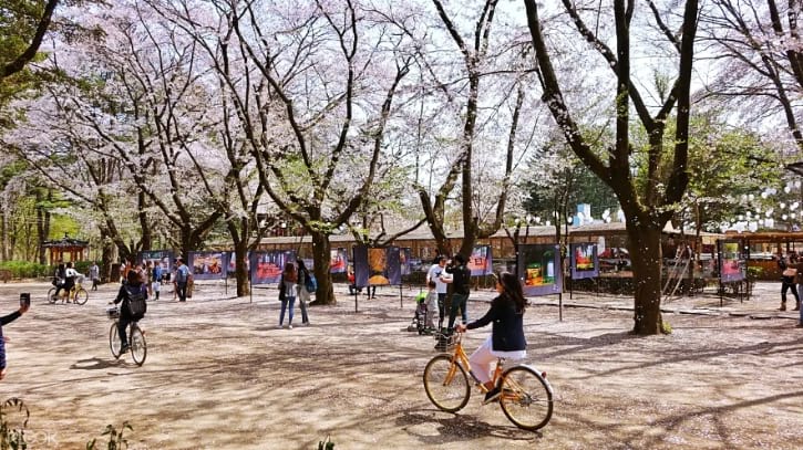 Spring Season of Nami Island