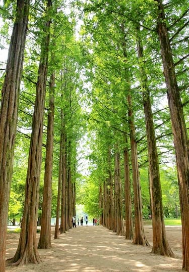 Summer Season of Nami Island