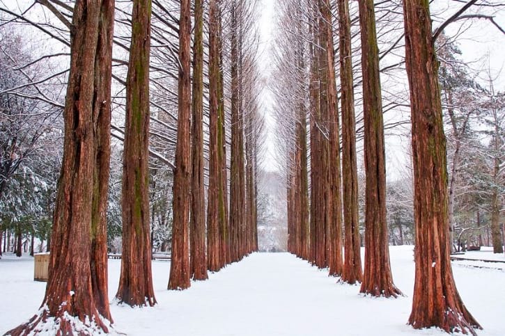 Winter Season of Nami Island