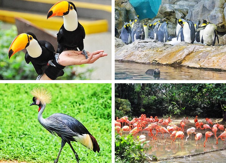 Grey Crowned Crane, Flamingoes, Penguins and Toco Toucan at Jurong Bird Park