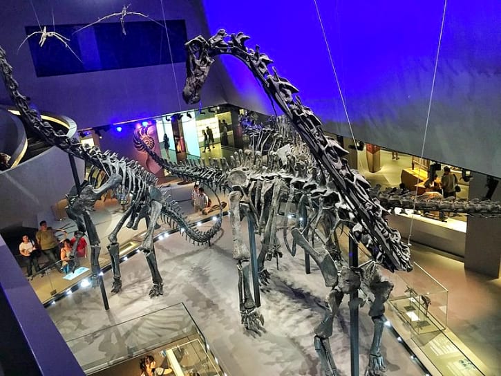 Sauropod Dinosaurs at Lee Kong Chian Natural History Museum