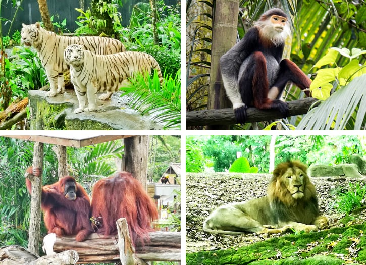 Singapore Zoo Animal Theme Park