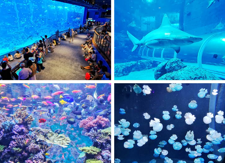 S.E.A. Aquarium Singapore