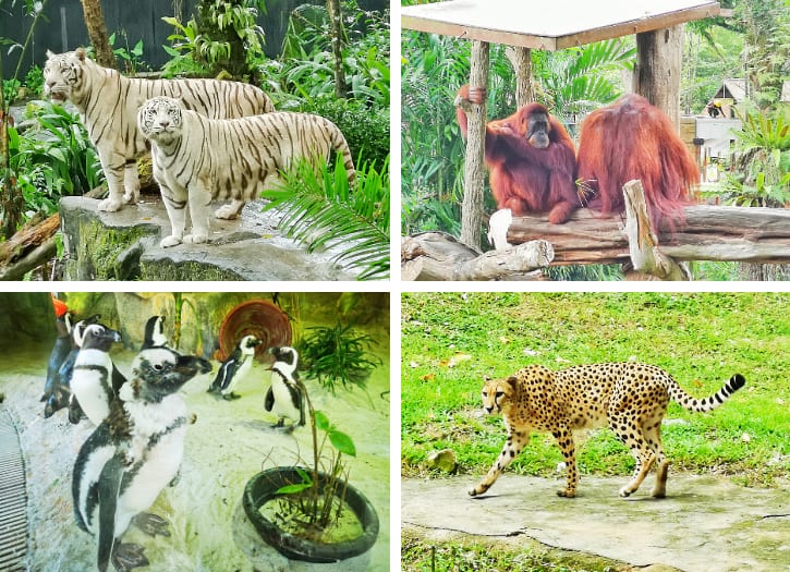 Singapore Zoo