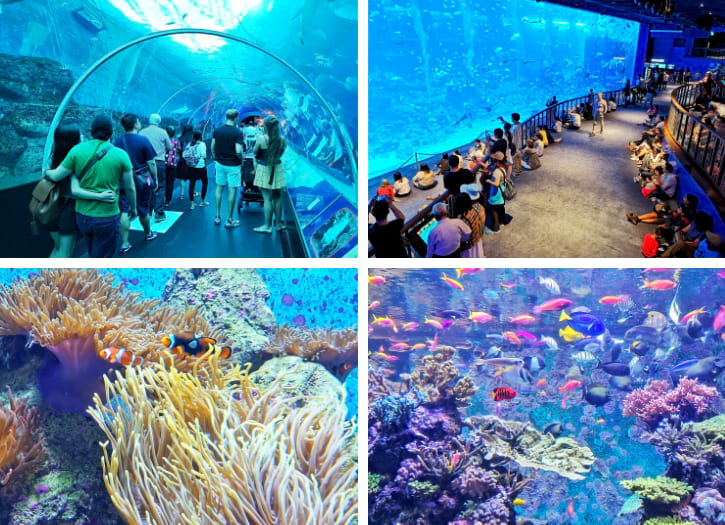 A mesmerizing view inside S.E.A. Aquarium Singapore, home to diverse marine life