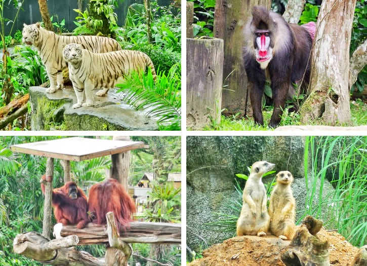 White tigers, orangutans and meerkats at Singapore Zoo