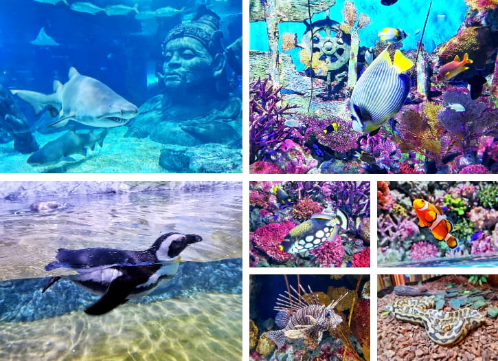 Underwater scene at SEA LIFE Bangkok with penguins, sharks, and vibrant coral reef fishes