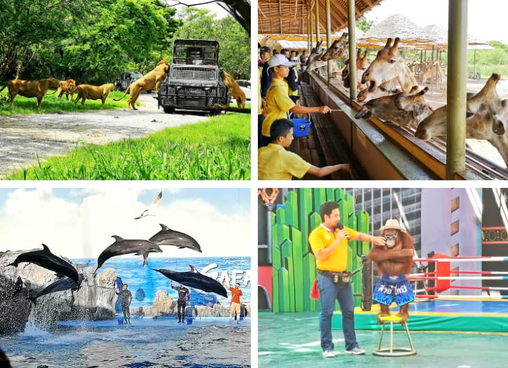 Exciting scenes at Safari World Bangkok with tiger and lion feedings, playful orangutans, and engaging dolphin shows