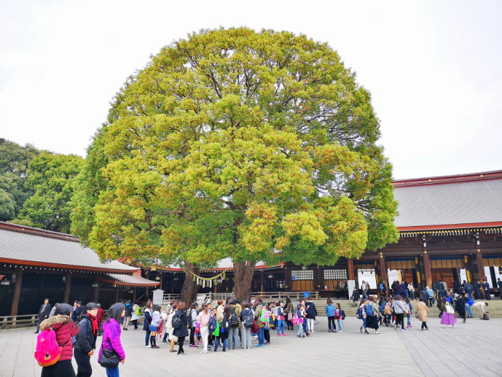 Meiji Jingu Atmosphere