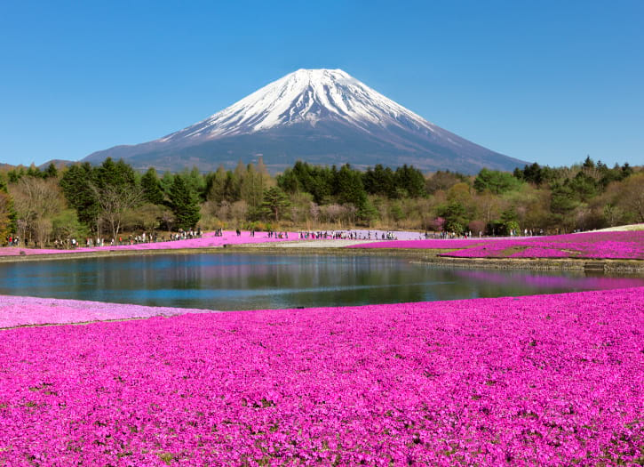 Fuji Shibazakura Festival