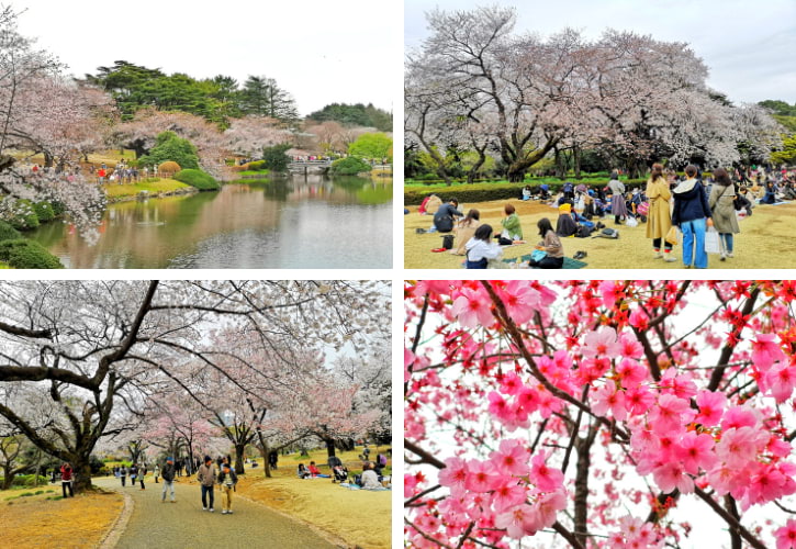 Shinjuku Gyoen park scenes with cherry blossoms, people picnicking, a pond, and close-up of pink flowers.