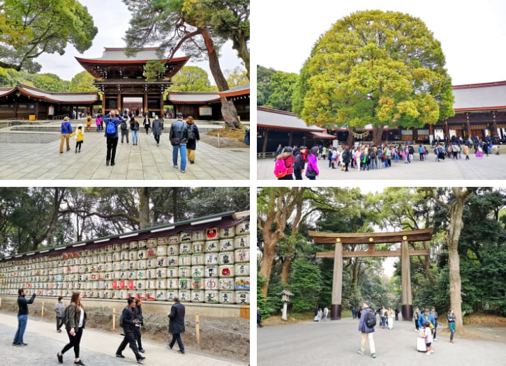 Tranquil Meiji Shrine with towering torii gate, a peaceful retreat in Tokyo