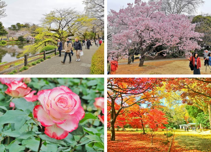 View of Shinjuku Gyoen National Garden in Tokyo, showcasing lush greenery, tranquil ponds, and walking paths