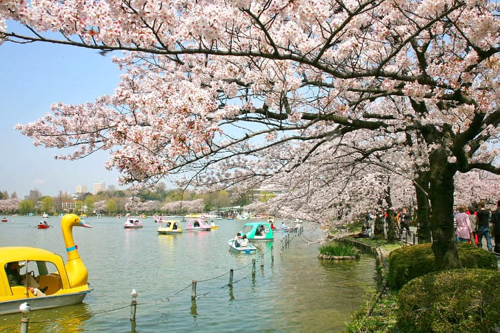 Cherry blossoms over Shinobazu Pond with pedal boats