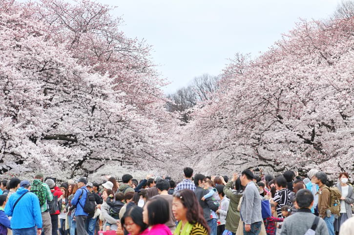 Blooming cherry blossoms in Ueno Park, Tokyo