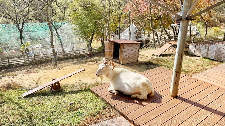 Playground of Goat