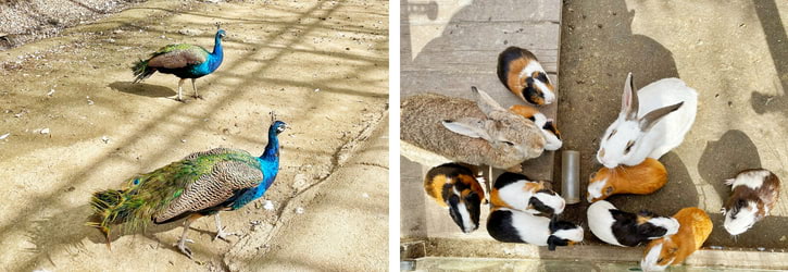 Peacock Forest and Rabbit