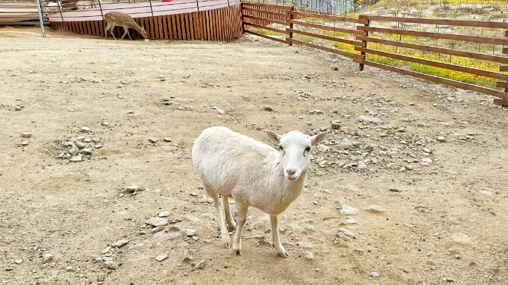 Baby Animal Playground