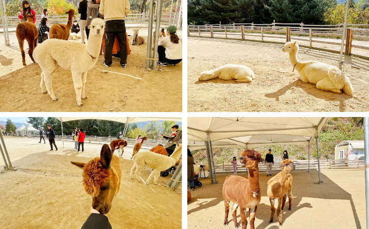 Alpaca Playground