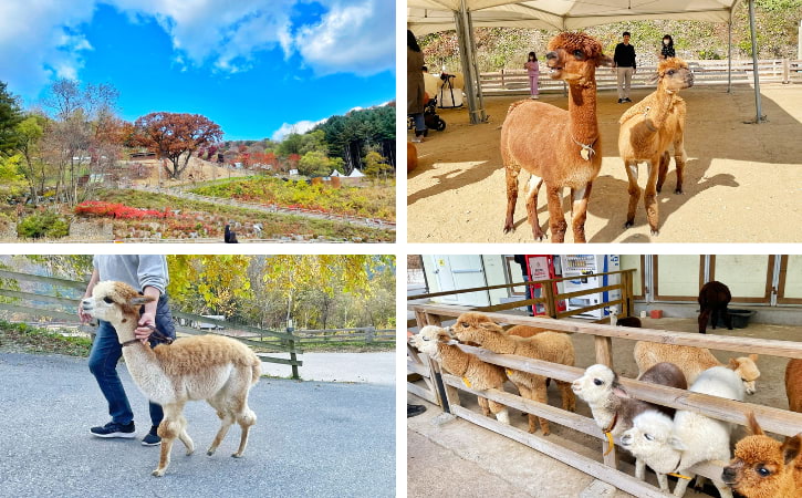 Alpaca World Korea Experience