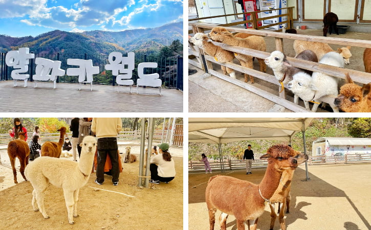 Alpaca World Korea