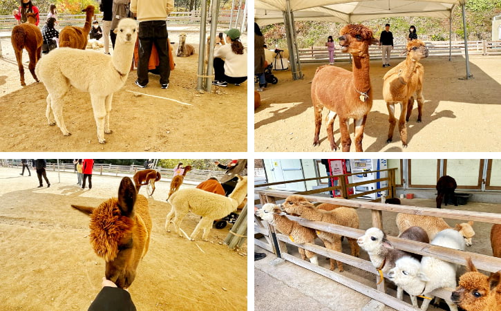 Cute animals at Alpaca World