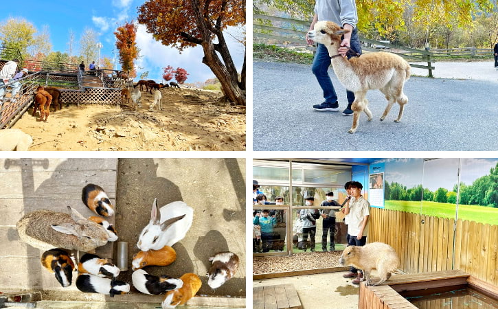 Alpacas and Rabbits in Alpaca World