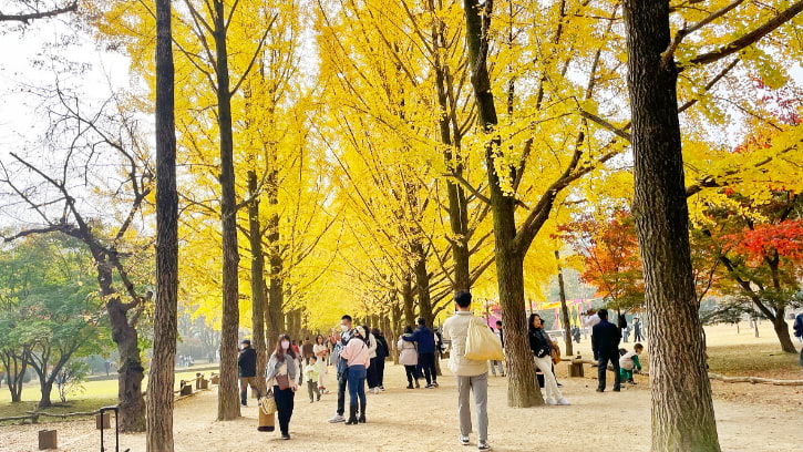 Nami Island and its stunning landscapes