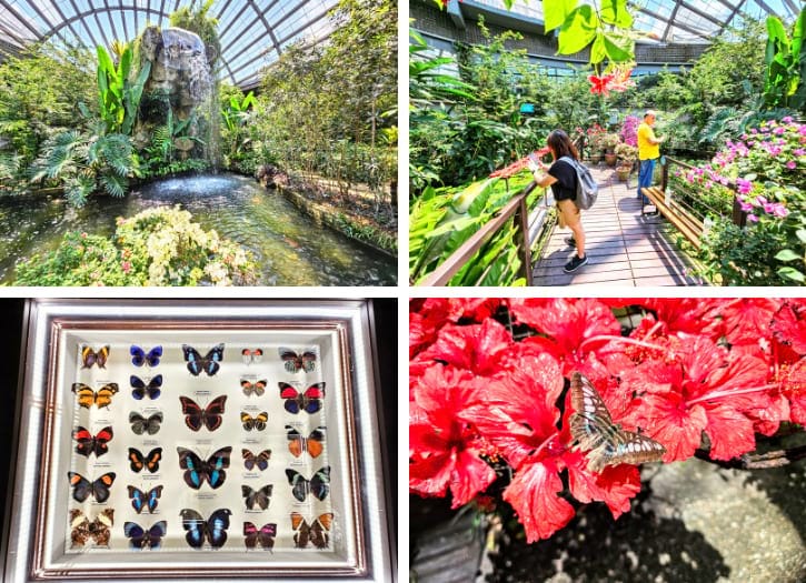 Garden and Colorful Butterflies