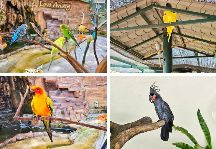 Parakeet, Sun Conure and Palm Cockatoo in KL Bird Park