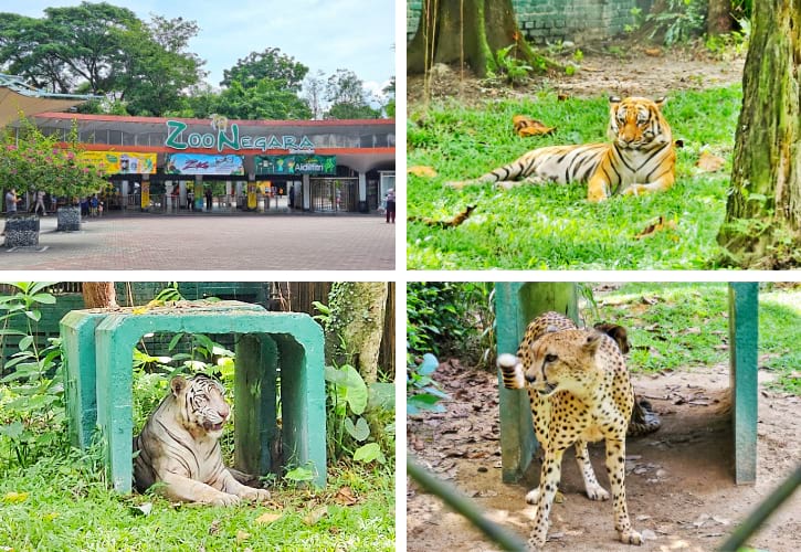 Malayan Tiger, White Tiger and Cheetah in National Zoo of Malaysia