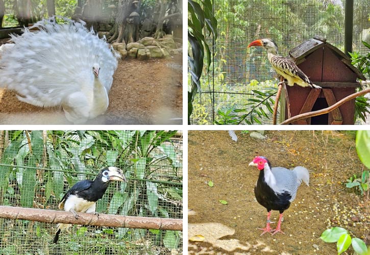 White Peafowl, Red-billed Hornbill, Southern Pied Hornbill and Silver Pheasant