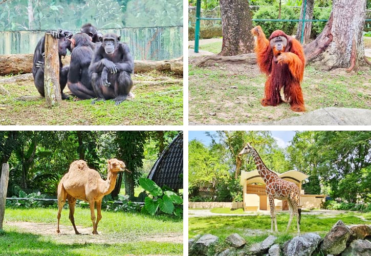 Chimpanzee, Orangutans, Camel and Giraffe