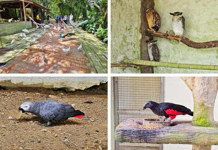 Owl, African Grey Parrot and Pesquet's Parrot