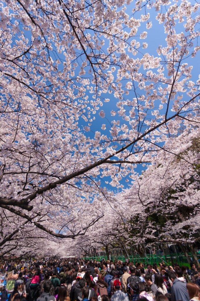Cherry Blossom