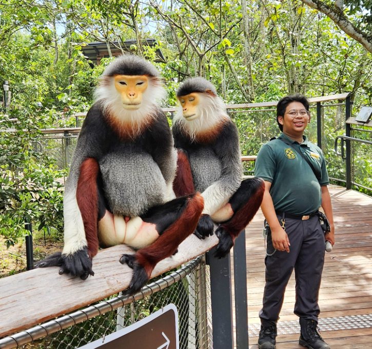 Langurs
