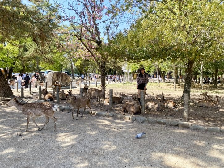Nara Deer Park