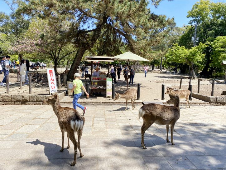 Nara Deer Park